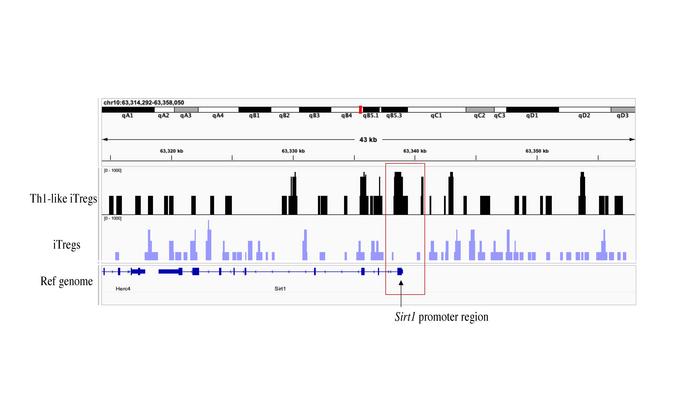 Tregs trained in the Th1-like chemical environment appear to block the expression of Sirt1 compared to regular iTregs.