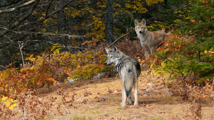 Eastern Wolves from Algonquin Provincial Park, Whitney, Ontario