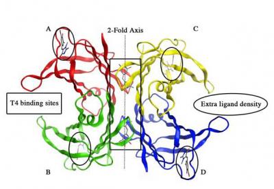 New Drugs for Protein Build-up in the Heart (1 of 4)