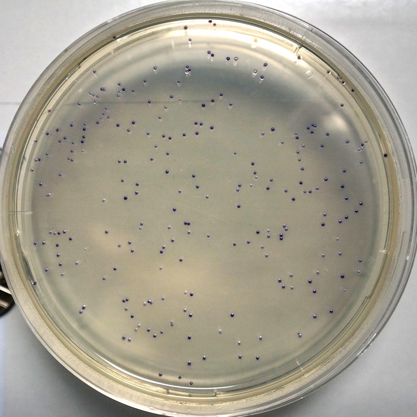 Bacteria Colonies