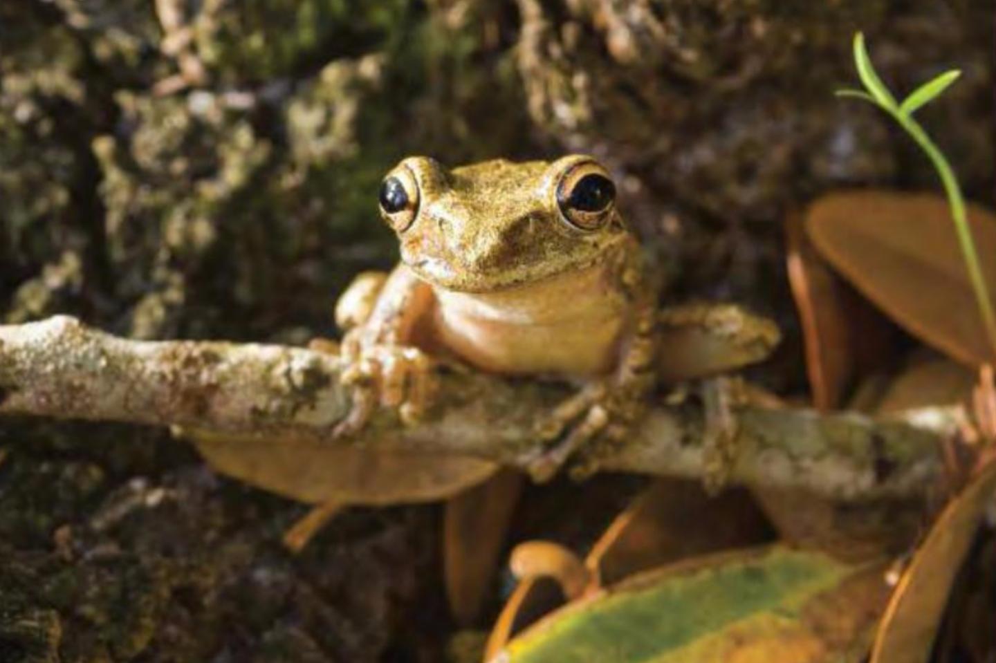 Cuban Tree Frog
