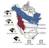Map of Yellow-Rumped Warblers mtDNA and Migratory Transition Zone