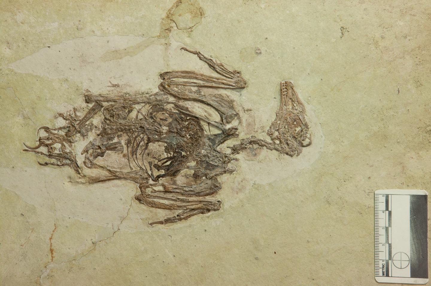 Fossil Bohaiornis