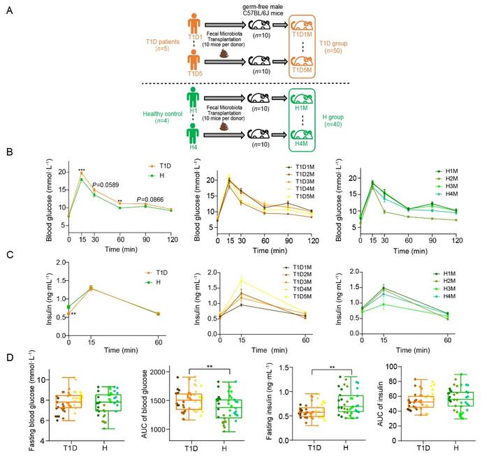 Phenotypic reproducibility of glucose metabolism varied in HMA mice