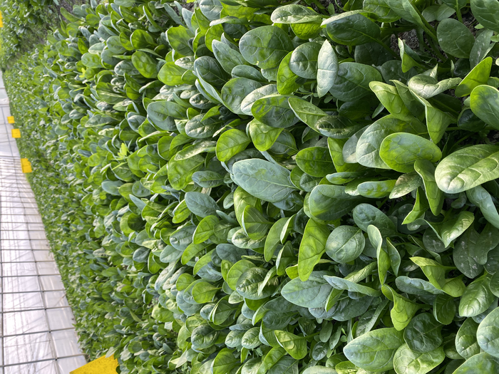 Spinach in greenhouse.2