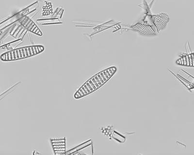 Fossil diatom