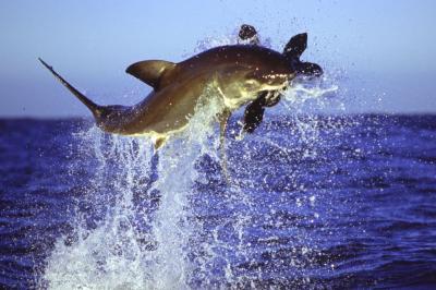 White Shark Leaps for Lunch