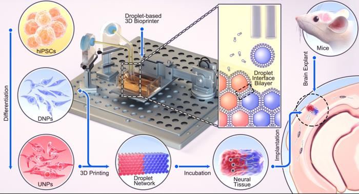 3D printing of human iPSC-derived neural cells