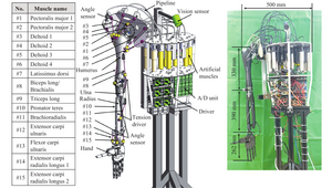 Diagram of the structural design and muscle distribution of the hardware platform