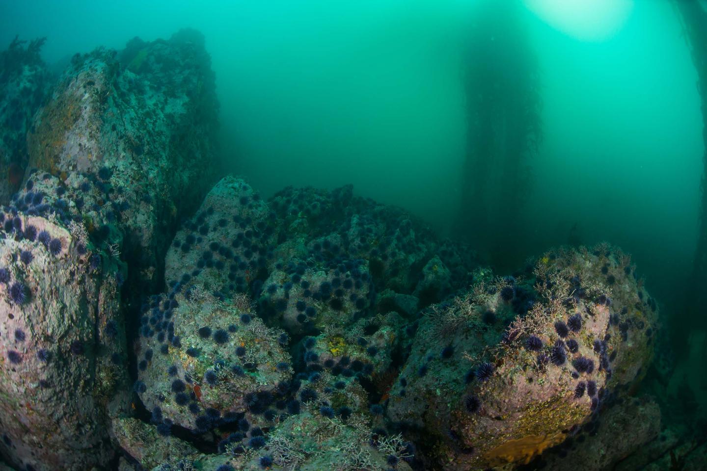 purple sea urchin (Strongylocentrotus purpuratus) interspersed with remnant patches of giant kelp (Macrocystis pyrifera)