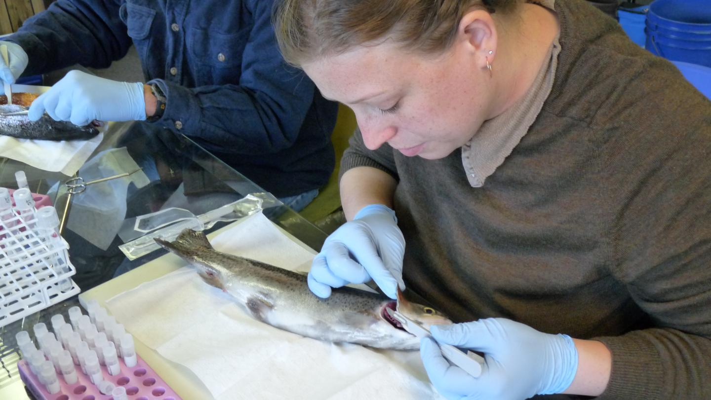 Author Rachel Breyta Inspects a 1-Year-Old Steelhead Trout for Signs of IHNV Exposure