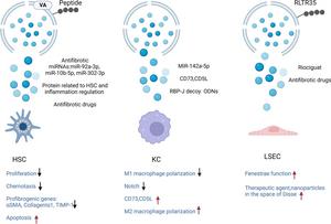 Therapeutic effects of targeted extracellular vesicles (EVs) in non-parenchymal cells.