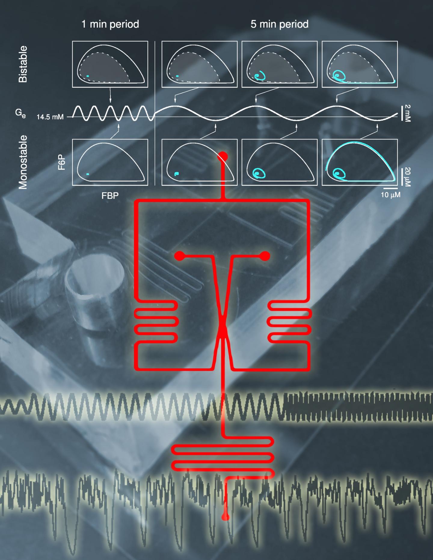 Normal Insulin Rhythm Restored in Mouse Pancreas Cells by Glucose Pulses