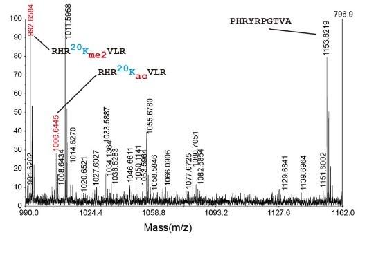 Fig. 2 H4K20ac in Human Cells