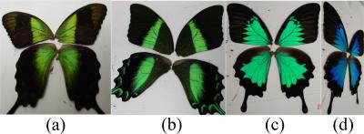 Butterfly Wings Could Inspire Hue-Changing Materials
