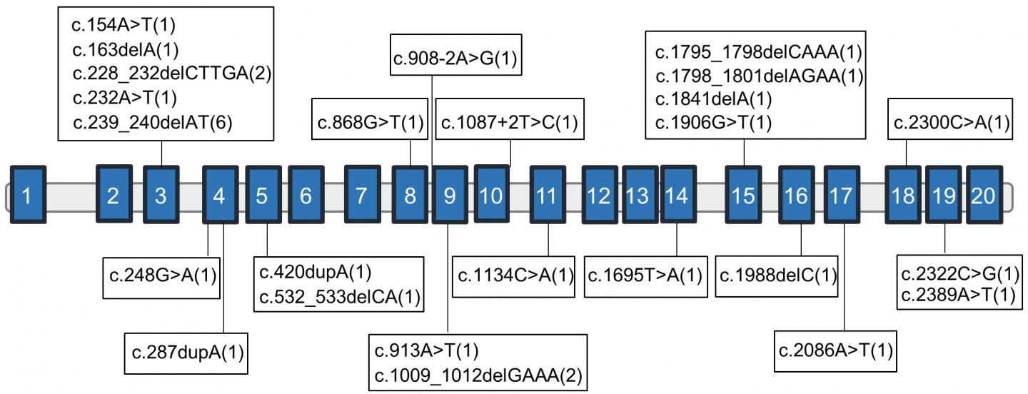 Location of the NAA15 Mutations