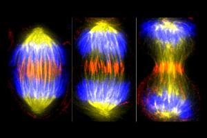 This image shows a cell in early anaphase, followed by a cell in late anaphase, and one in cytokinesis.