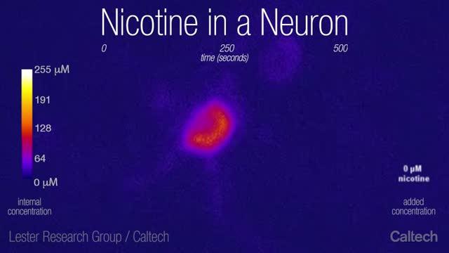 This is a Neuron on Nicotine