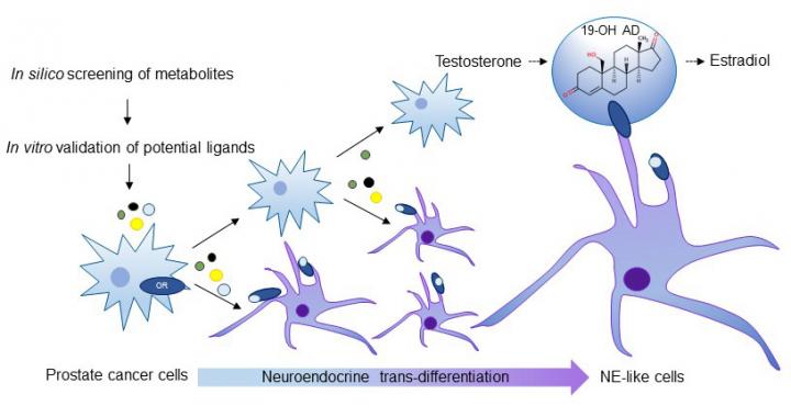 Odor Receptor in Prostate Cancer Schematic