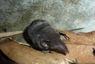 <i>Crocidura sapaensis</i> (2 of 2)
