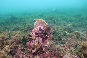 Oyster reefs have largely disappeared, but clumps of oysters can still be found