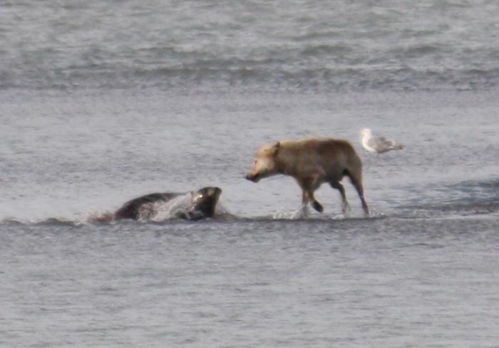 wolf and seal