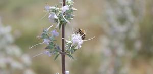 Honey bee on white sage