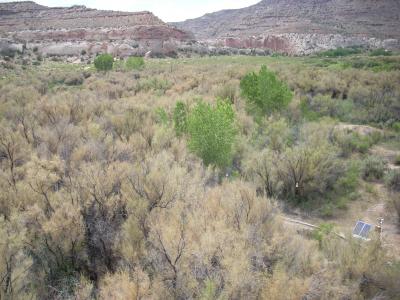 Ground View, After Tamarisk Defoliation