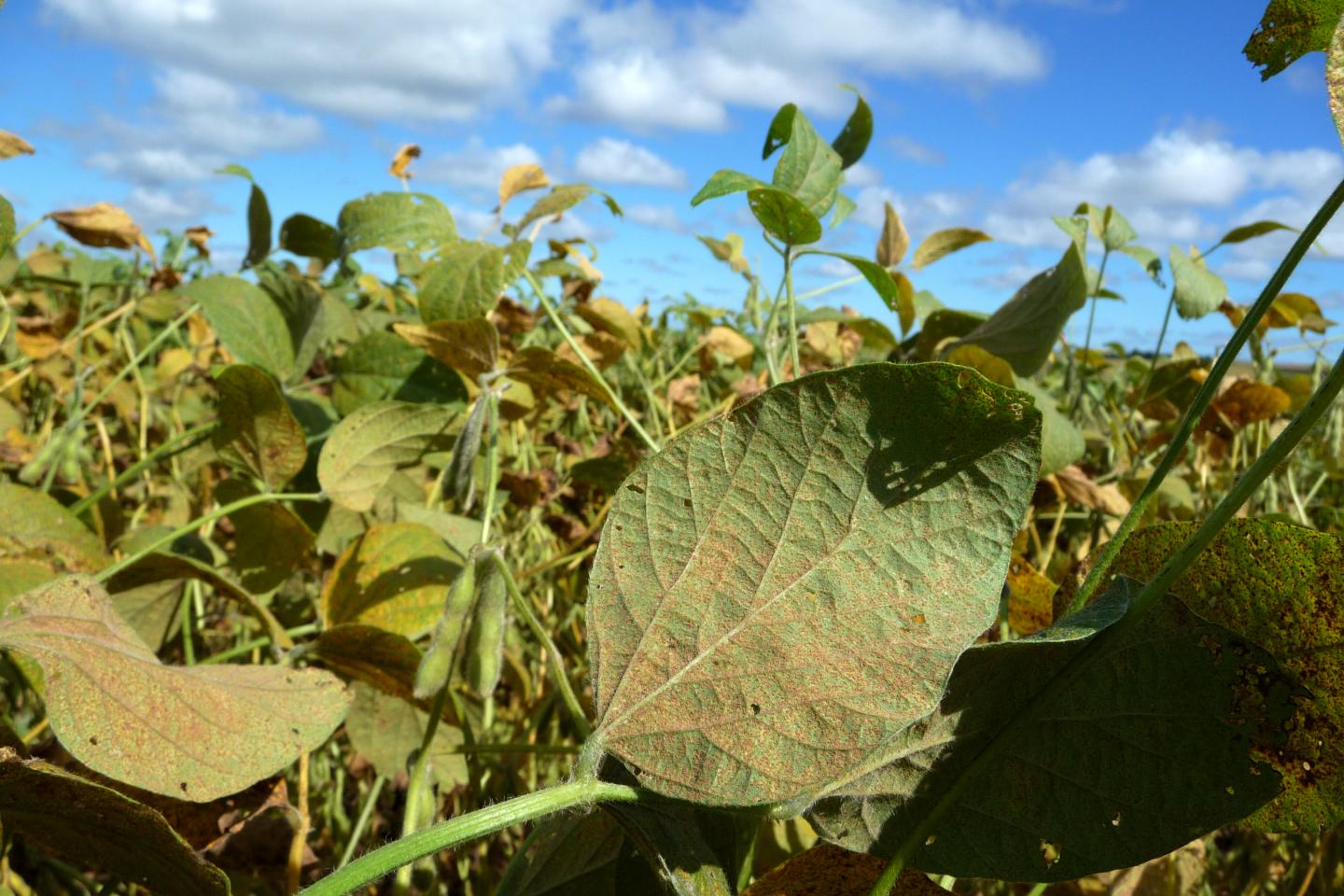 Asian Soybean