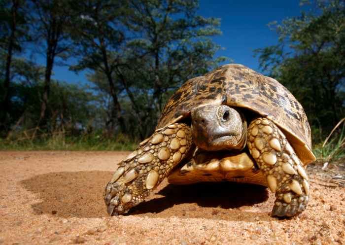 Leopard tortoise (Stigmochelys pardalis).