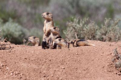 Prairie Dogs Do Dispersal Differently (4 of 15)