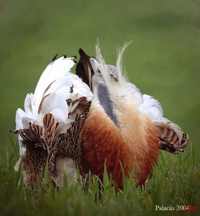 Great bustard male