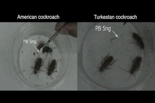 American Cockroaches and Turkestan Cockroaches Reacting Differently to the Same Sex Pheromone