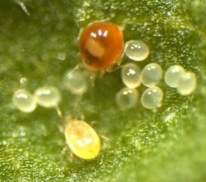 An adult female host mite (Gynaeseius liturivorus) guarding her eggs and an adult female parasite mite (Neoseiulus californicus) approaching the host eggs