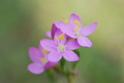 <i>Centaurium erythraea</i>