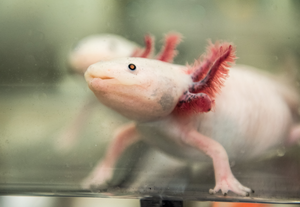 Axolotl, or Mexican salamander (Ambystoma mexicanum), at the MDI Biological Laboratory