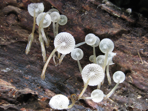 Mycena fungus