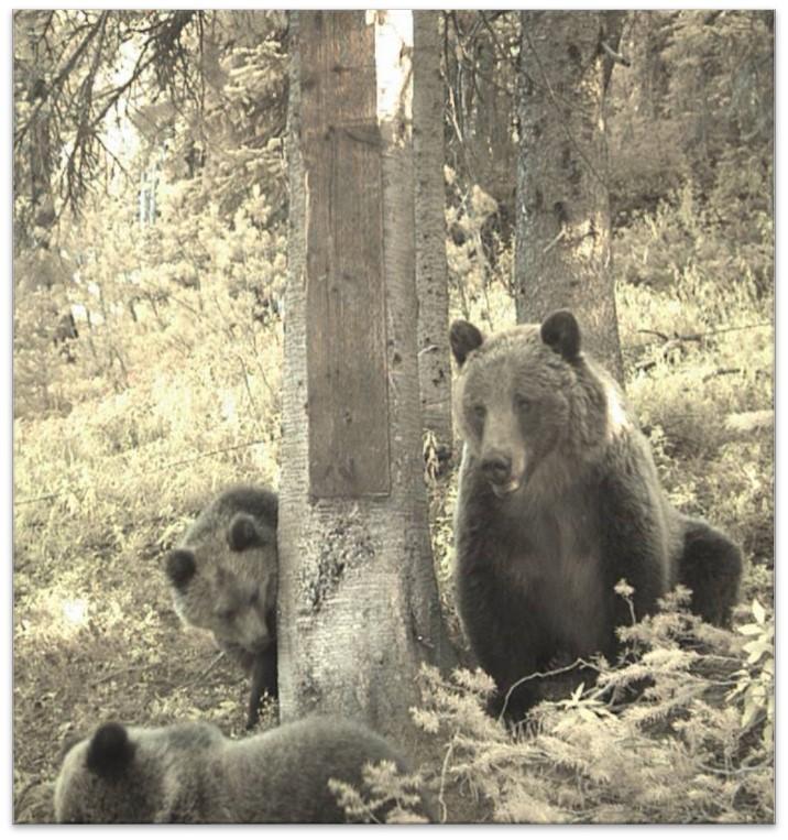 Yellowstone Grizzlies