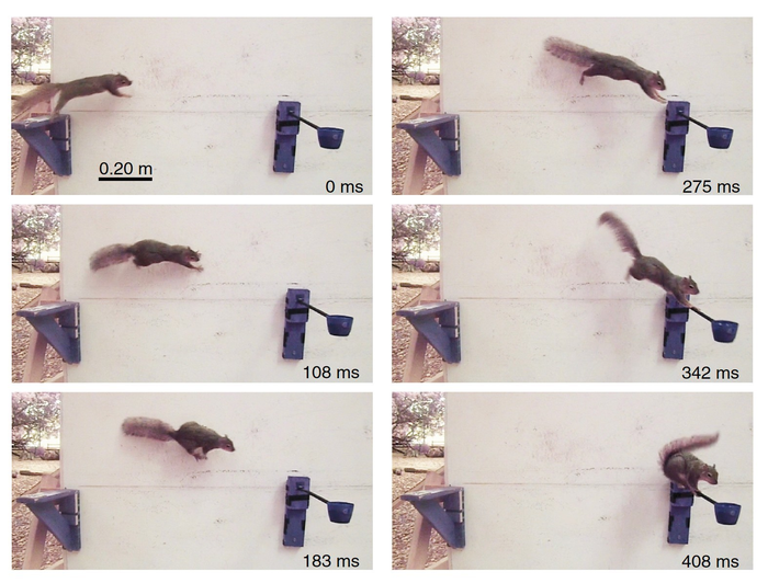 Leaping squirrels could help scientists develop more agile robots