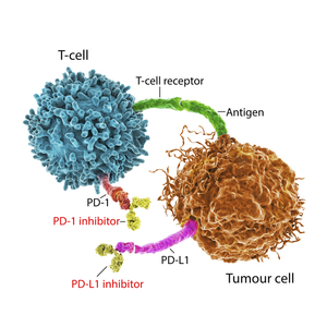 Immune checkpoint inhibitors in cancer treatment