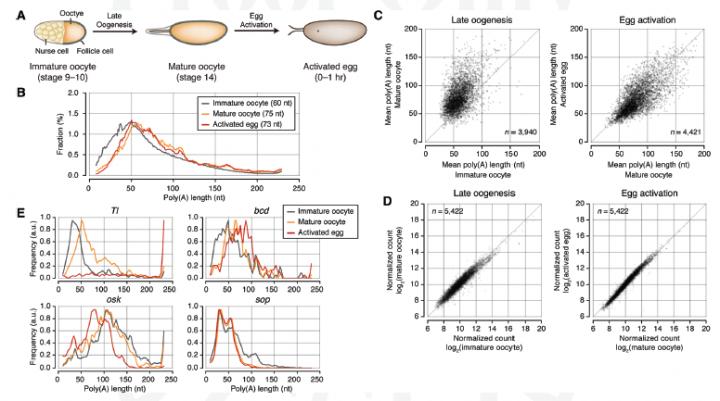 Global Lengthening of Poly(A) Tails During Oogenesis