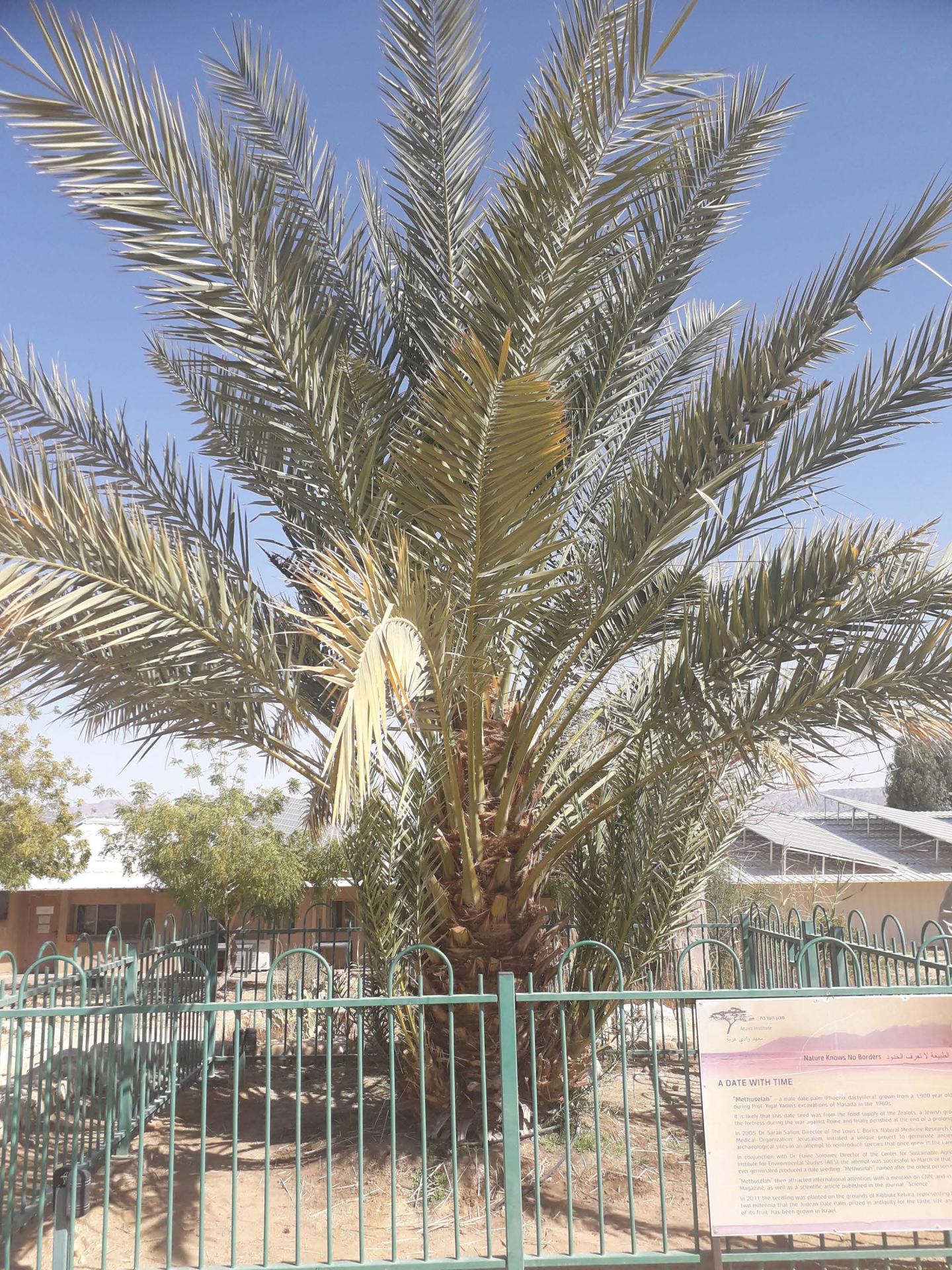 Methuselah, a Judean date palm [IMAGE] EurekAlert! Science News Releases