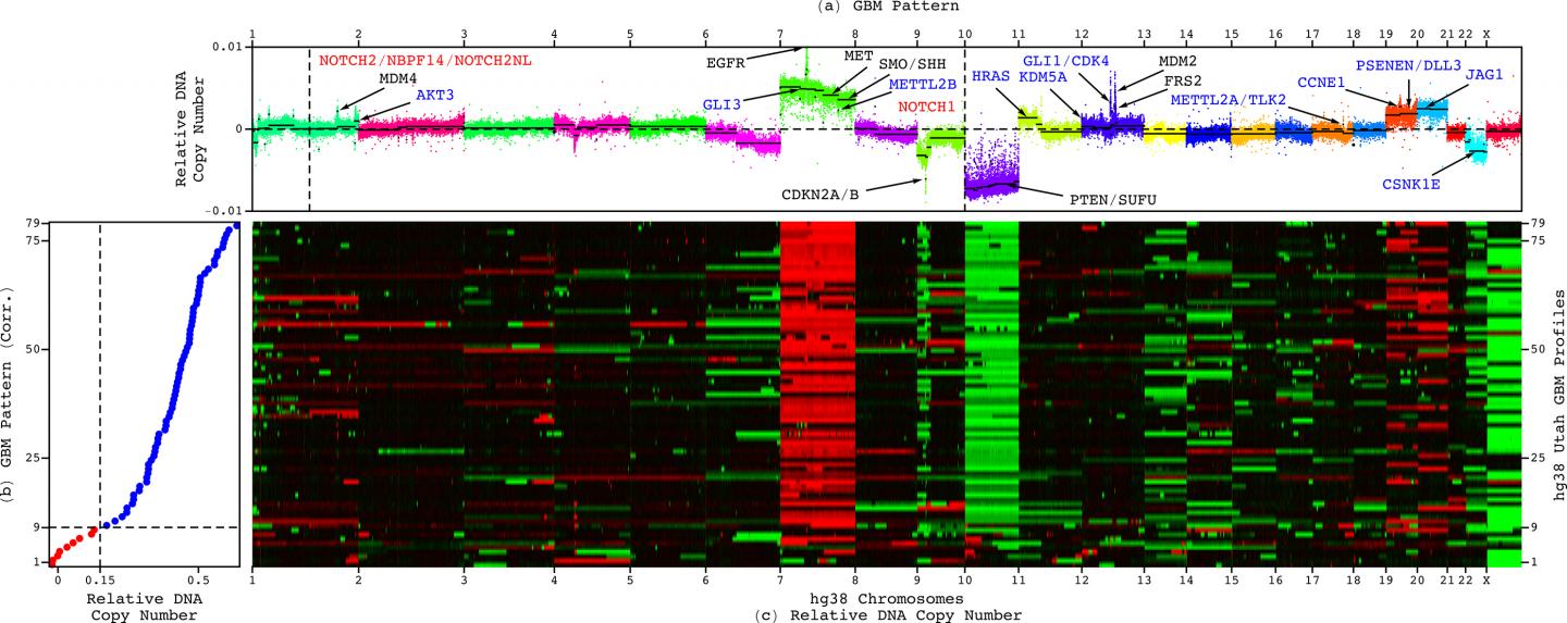 The First Predictor that Encompasses the Whole Tumor Genome
