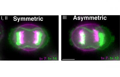 Asymmetric Plasma Membrane Elongation Corrects Misaligned Spindle in Late Anaphase