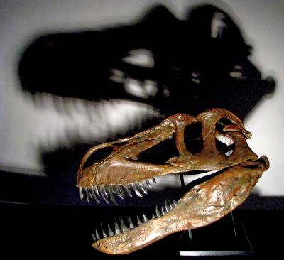 <i>Torvosaurus gurneyi</i> Skull