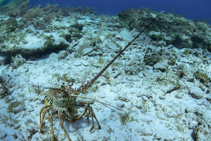 Spiny lobster