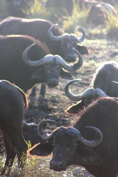 Buffalo in Botswana