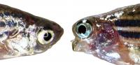 A fishy face-off: normal and mutant zebrafish