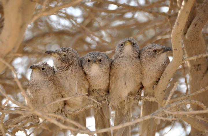 Arabian Babblers