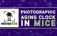 MouseAge: Photographic Aging Clock in Mice (1 of 3)
